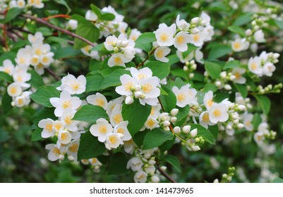 Mock Orange Tree Flower Blossoms In Summer