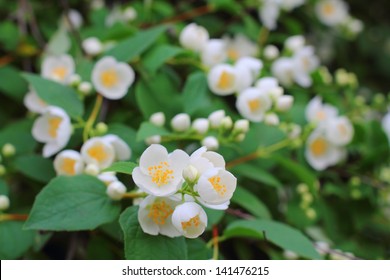 Mock Orange Tree Flower Blossoms In Summer