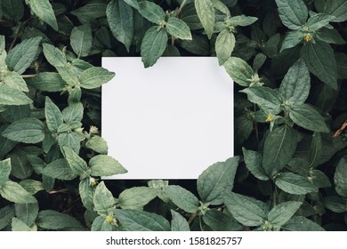 Mock up paper white card on a green leaves. Creative layout with nature concept. - Shutterstock ID 1581825757
