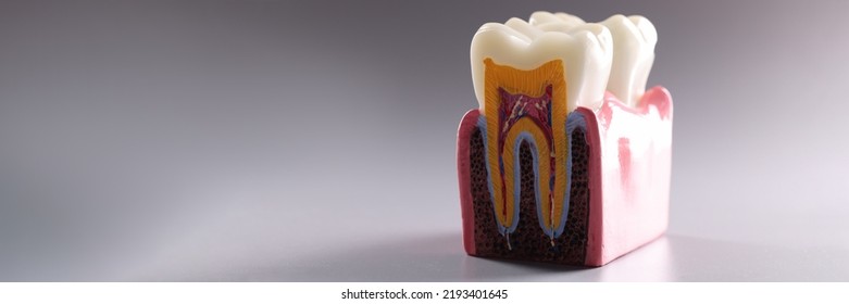 Mock tooth in section, educational model of tooth, anatomy of human oral tooth - Shutterstock ID 2193401645