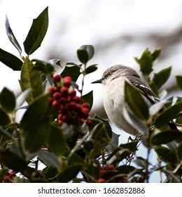 Mocking Bird On An American Holly Tree