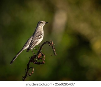 Mocking bird on a perch