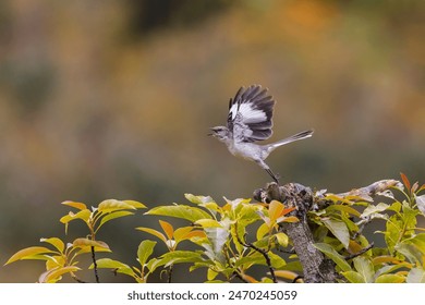 Mocking Bird in Pre Flight