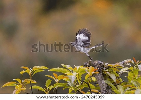 Mocking Bird in Pre Flight