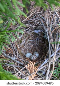 Mockingbird Nest With Egg In Tree