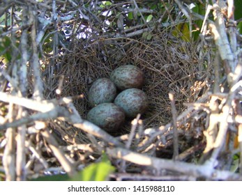 Mockingbird Nest Found In The Blueberry Bush.