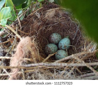 Mockingbird Nest In Rose Bush