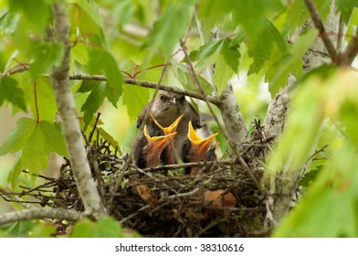 Mockingbird At Its Nest In A Tree