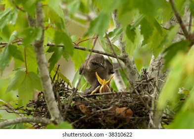 Mockingbird At Its Nest In A Tree