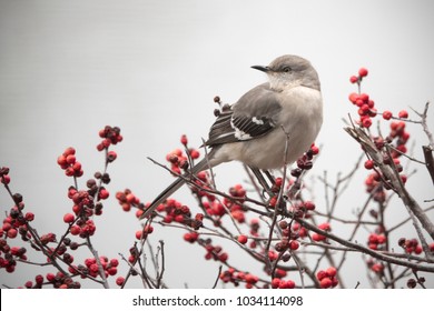 Mockingbird on red Winter berry bush