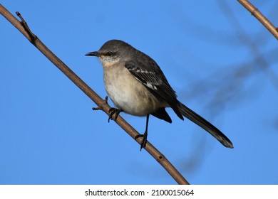Mockingbird perched on a small branch with a blue sky backdrop.