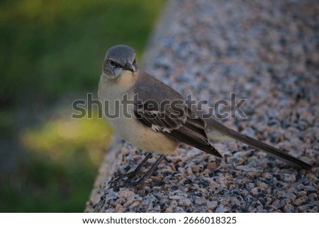 A mockingbird with a sharp, fearless face