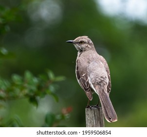 Mockingbird Singing In The Morning