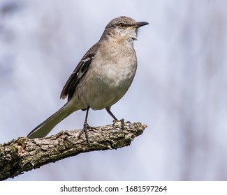 Mockingbird Singing On A Branch