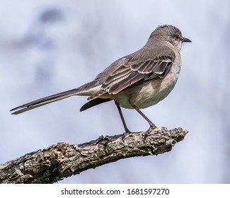 Mockingbird Singing On A Branch