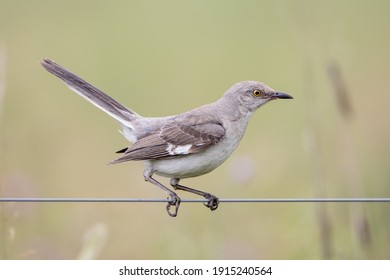 A mockingbird sitting on a wire of a fence.