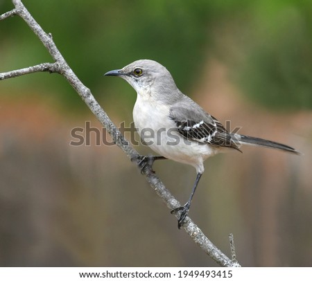 mockingbird standing on tree branch
