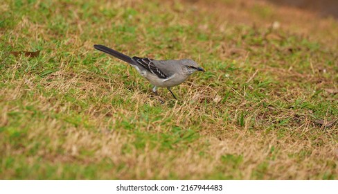 Mockingbird walking in the grass.