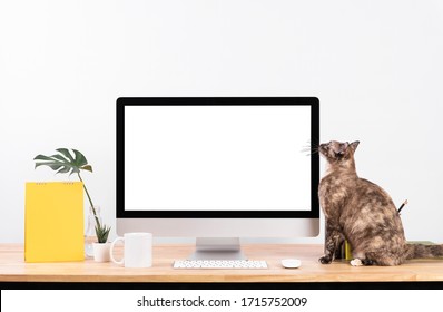 Mockup Blank screen desktop computer and decorations with cat animal on wood table and white wall background.
