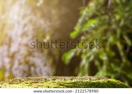 mockup copy space background green coniferous forest and a stone pedestal made of moss. the real natural background of the Siberian taiga for natural products is blur
