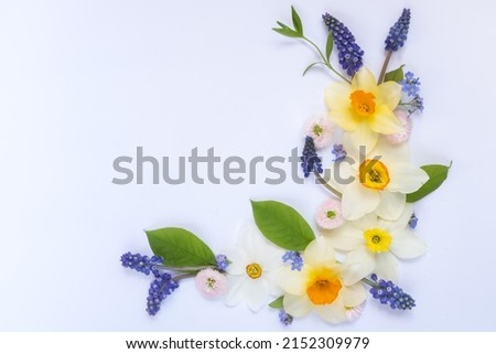 White form of Muscari armeniacum, the Armenian grape hyacinth, inflorescence.