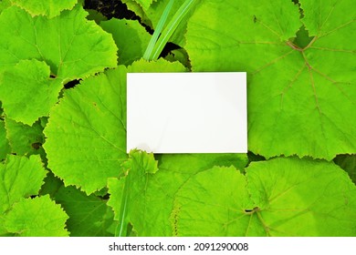 Mockup of green round butterbur leaves and rectangular title frame