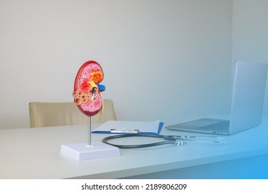 Mockup Kidney On Work Desk Of Doctor