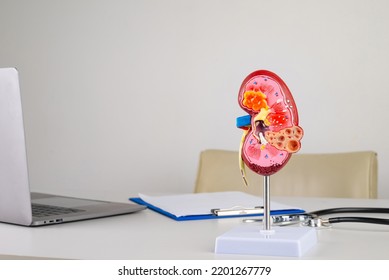 Mockup Kidney On Work Desk Of Doctor