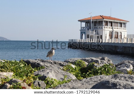 İstanbul Kadiköy Moda coast Seagull 