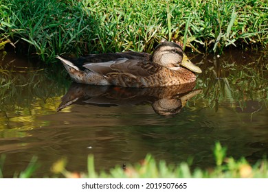 Moddled Duck In Ormond Beach Florida