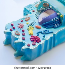 Model Of Animal Cell In Laboratory