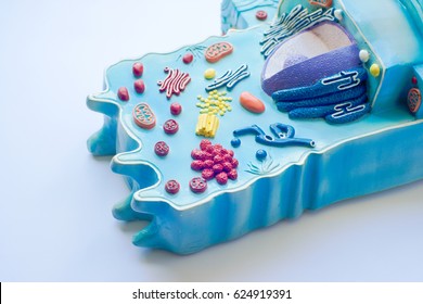 Model Of Animal Cell In Laboratory