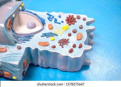 Model Of Animal Cell In The Laboratory For Education Biology.