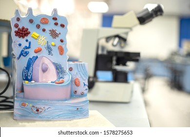 Model Of Animal Cell In The Laboratory For Education Biology.