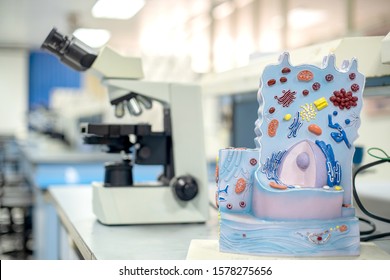 Model Of Animal Cell In The Laboratory For Education Biology.