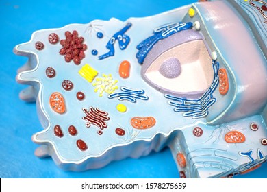 Model Of Animal Cell In The Laboratory For Education Biology.