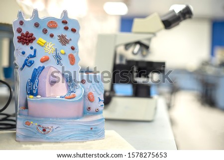 Model of animal cell in the laboratory for education biology.