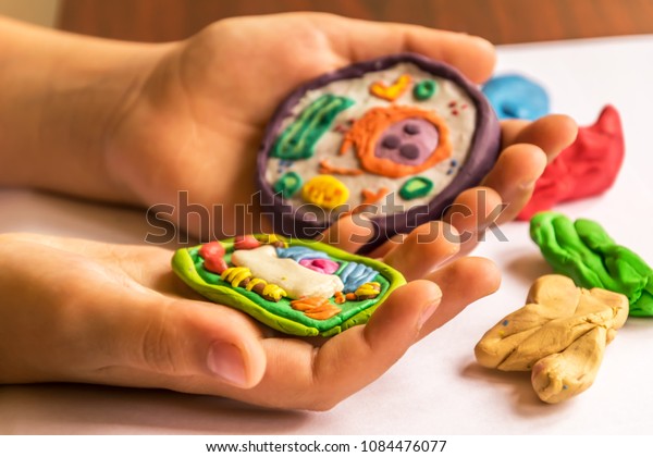 plant cell clay model labeled