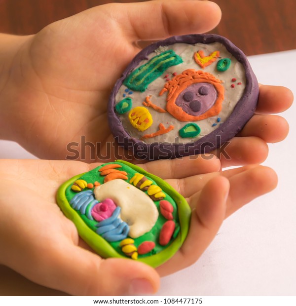 plant cell clay model labeled