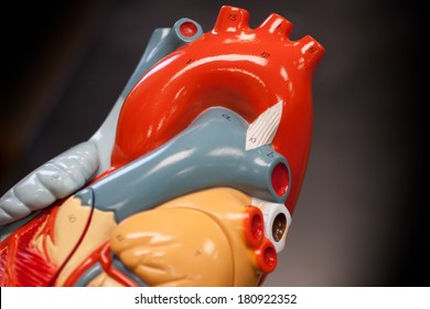 Model Of Aorta And Vena Cava Of The Heart