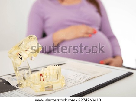 Model of the dental jaw in dentistry against the background of a pregnant girl with a big belly. The concept of the prohibition of dental treatment under anesthesia for pregnant women.
