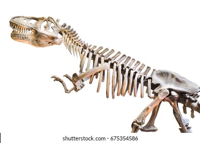 Model Dinosaur Skeleton Over White Isolated Background