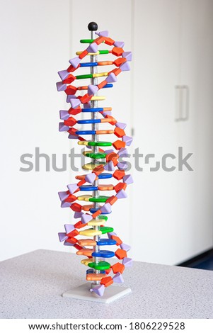 Model of DNA structure. Molecule composed of two chains that coil around each other to form a double helix. Used in biology class.