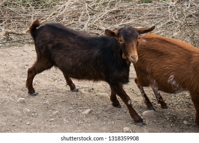 A model Goat