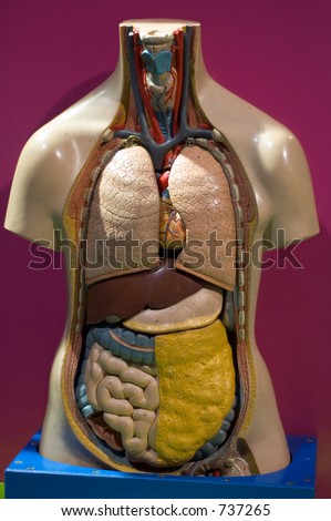 Model of human body showing internal organs