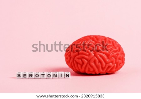 Model of the human brain with letter cubes with the inscription serotonin on a pink background.