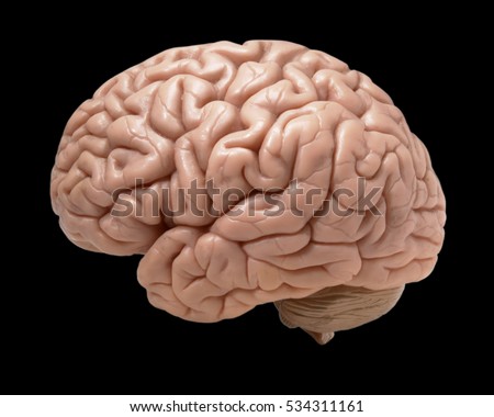MODEL OF HUMAN BRAIN ON BLACK BACKGROUND