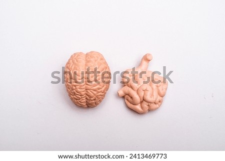 A model of human brain and stomach on a white surface