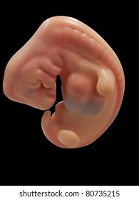 Model Of Human Embryo