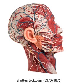 Model Of Human Face Anatomy